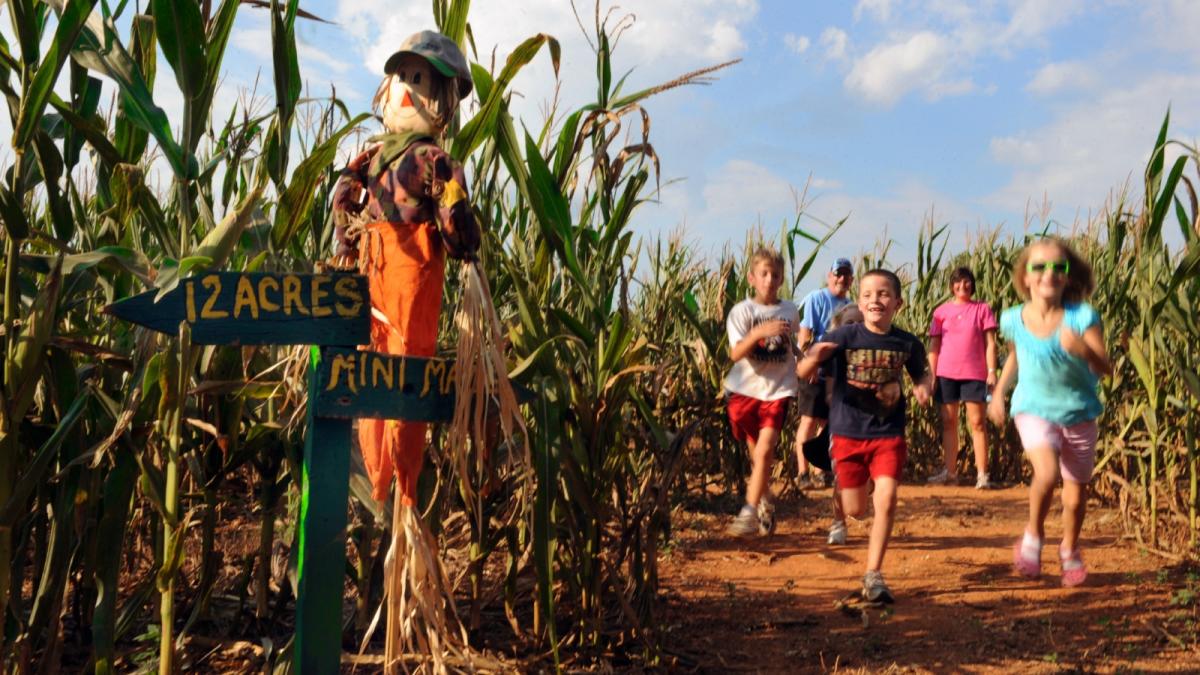 Copy of McKee's Corn Maze