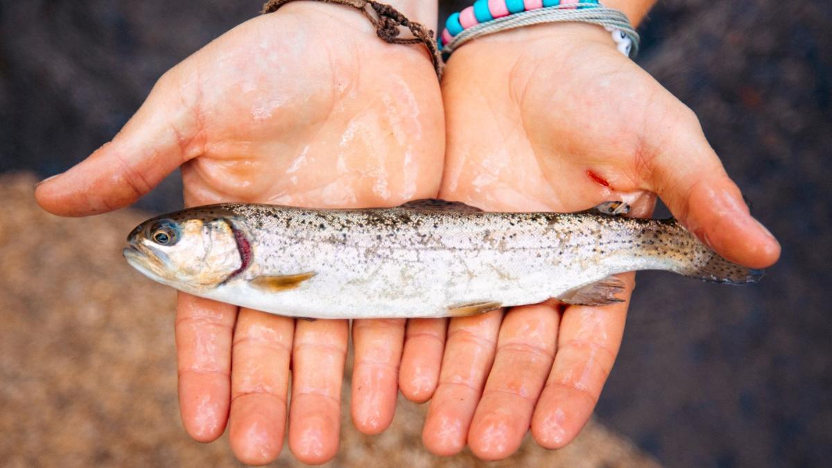 Close-up of a rainbow trout in hands, freshly caught while fishing near Cheyenne, Wyoming.