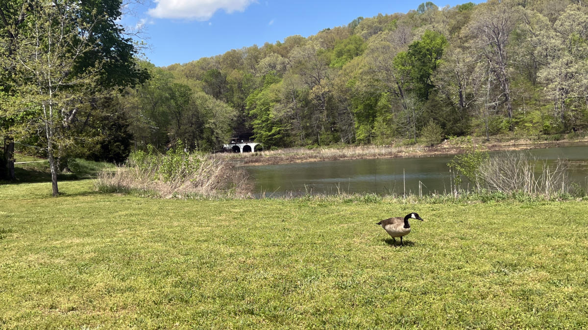 duck at a lake in a state park