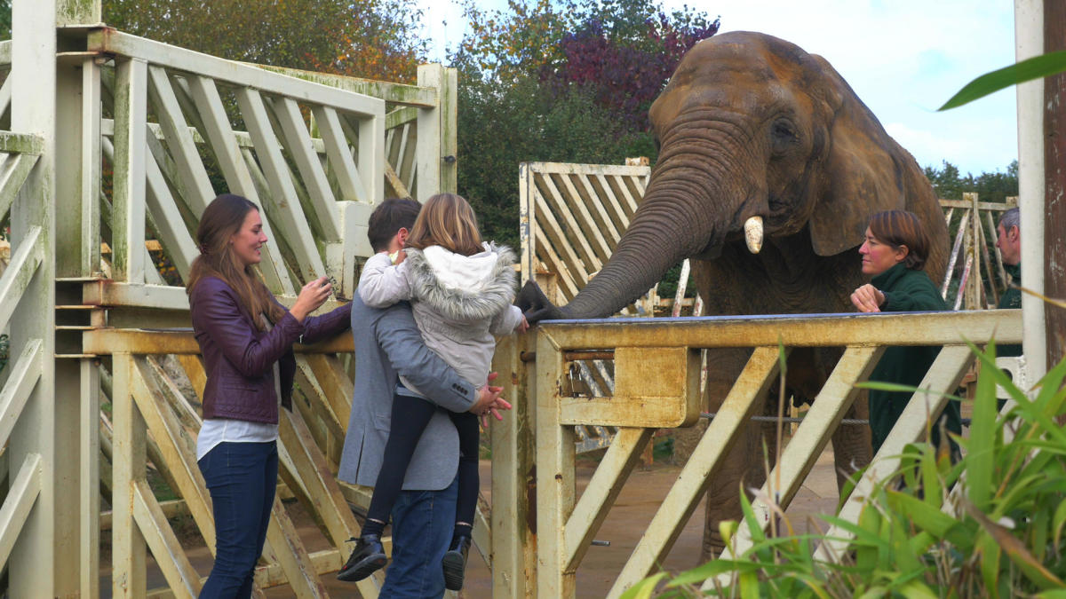 A family Feeding an Elephant at Colchester Zoo