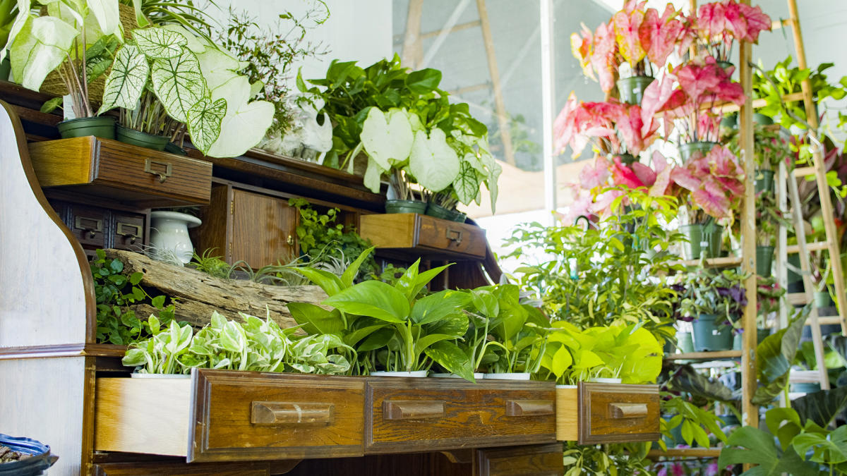 A display of houseplants inside True Leaf Studio in Denton