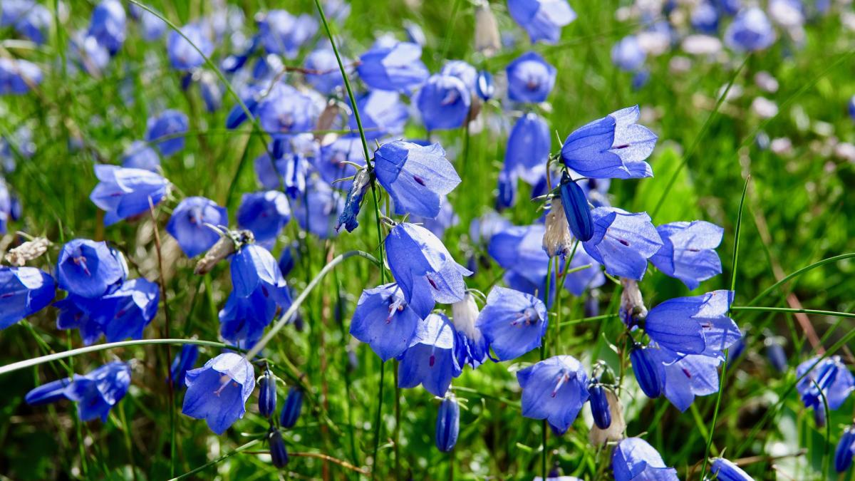 Mountain Bluebell Flowers, Durango, Colorado