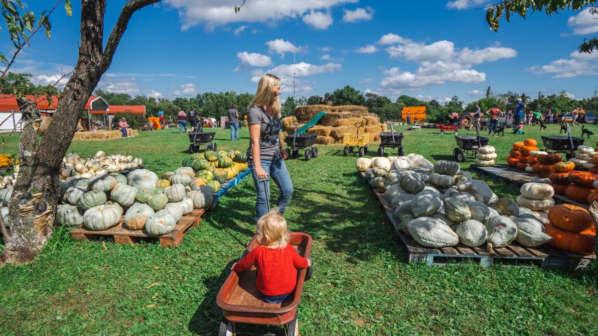 Mink & Walters Pumpkin Patch