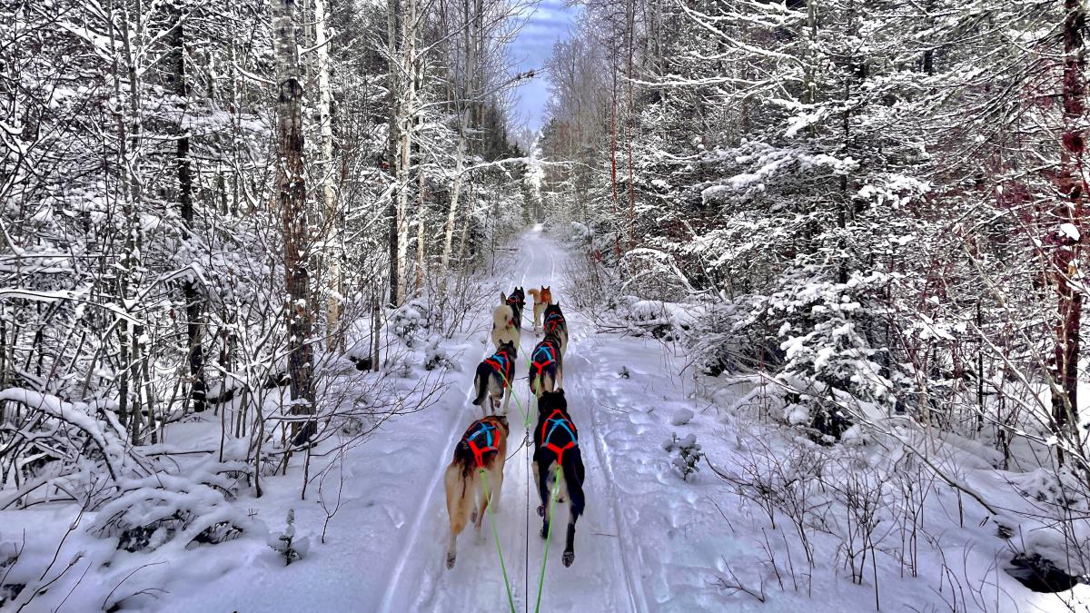 Cast Outdoor Sled Dog