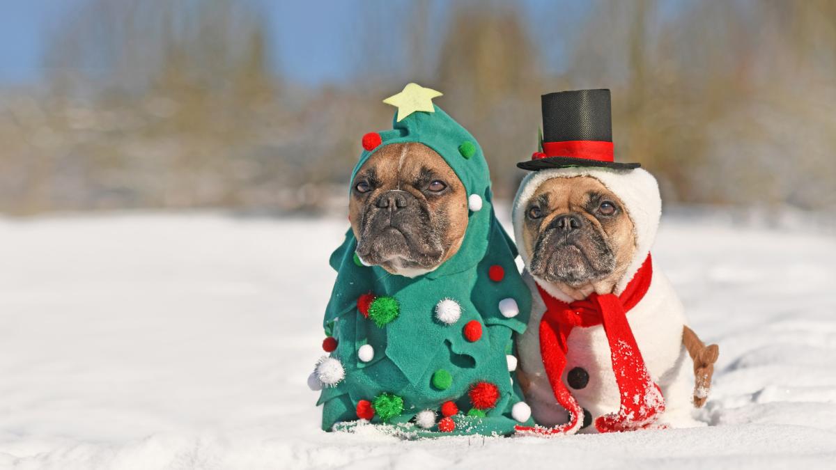 Holiday dog-costumes