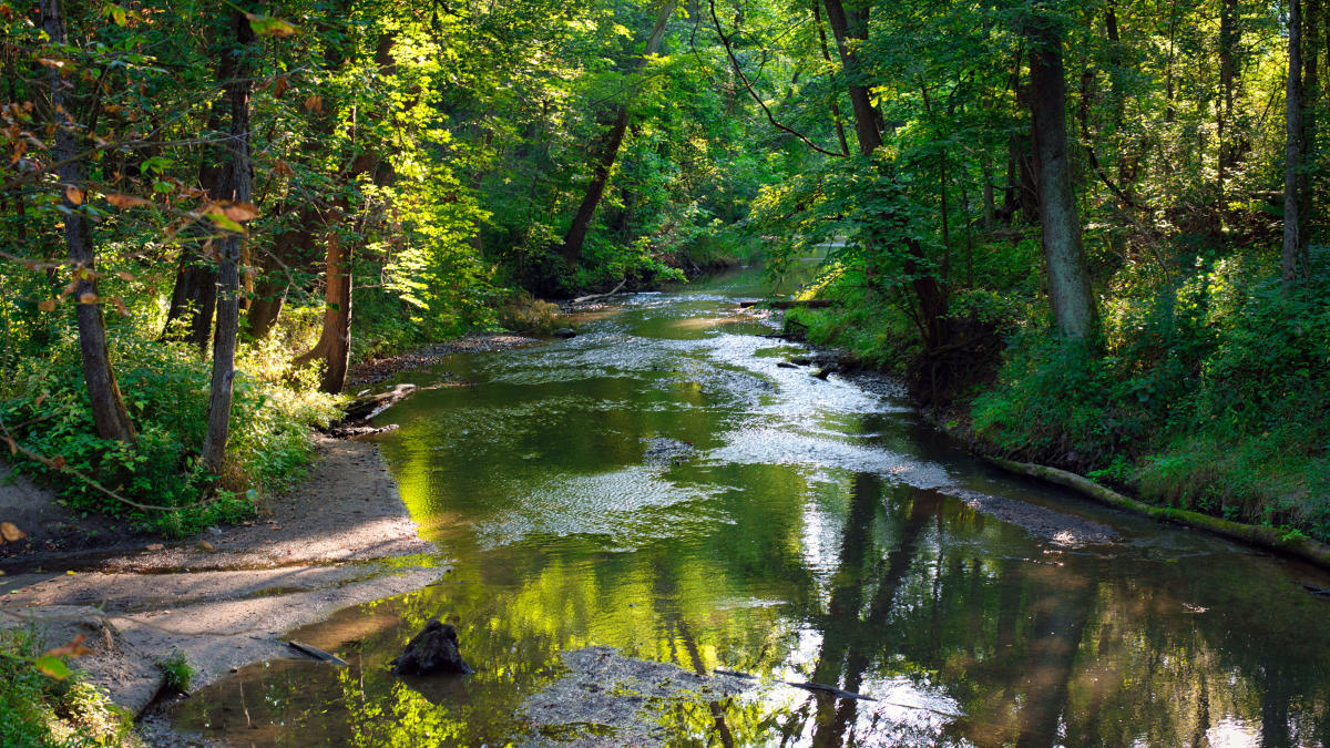 Bicentennial Woods near Cook's Landing County Park