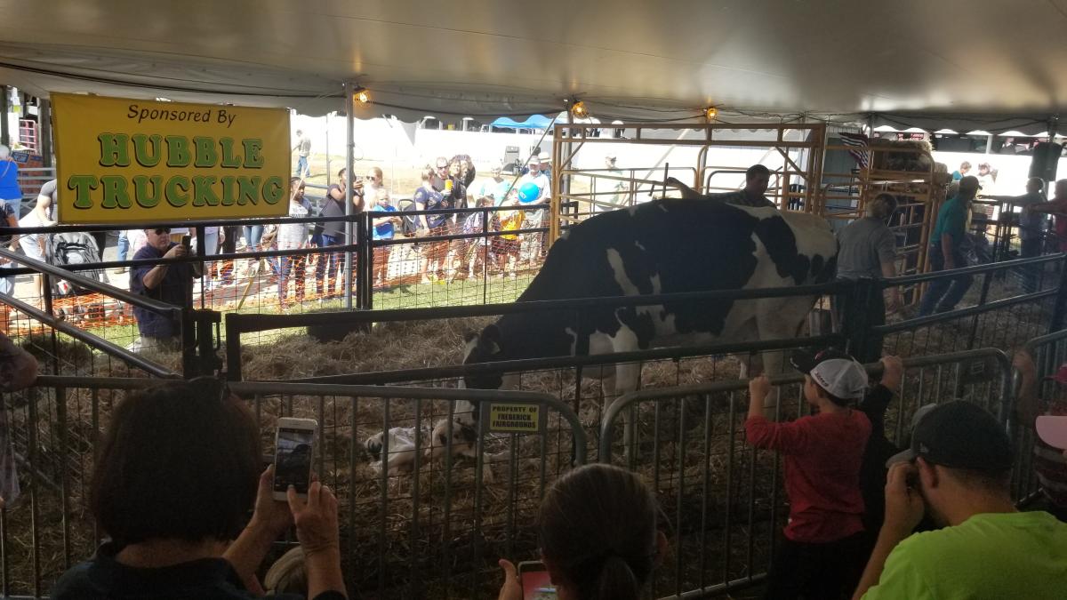 Great Frederick Fair Birthing Tent