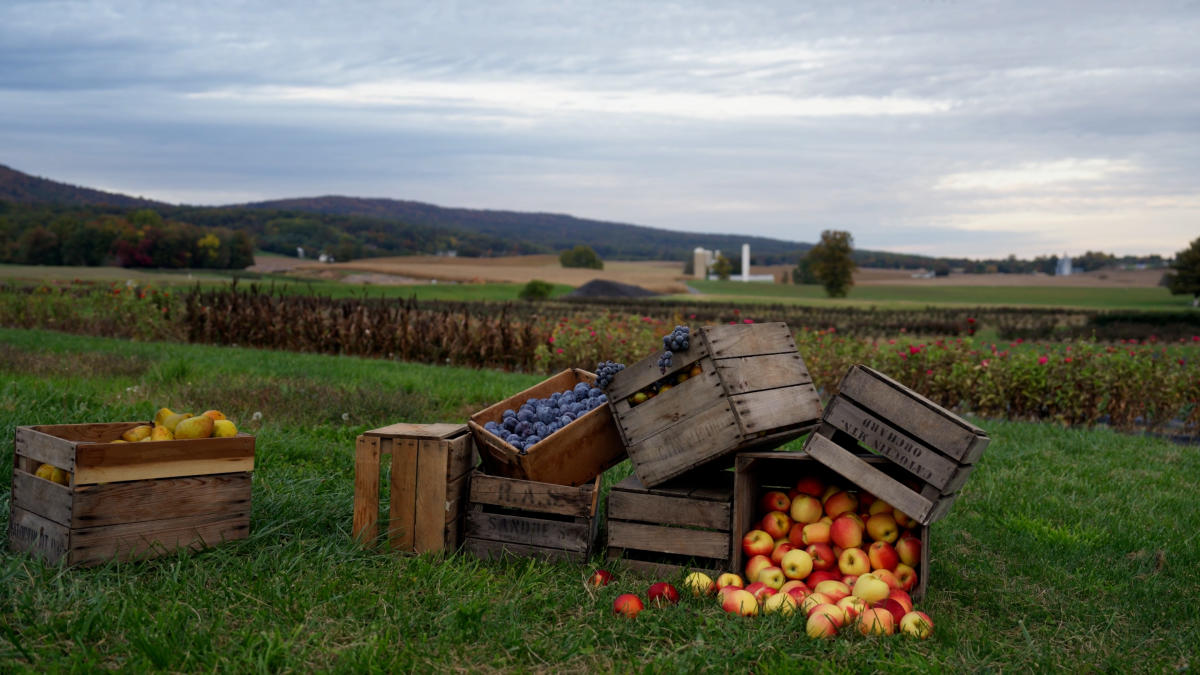 Catoctin Mountain Orchard fruit