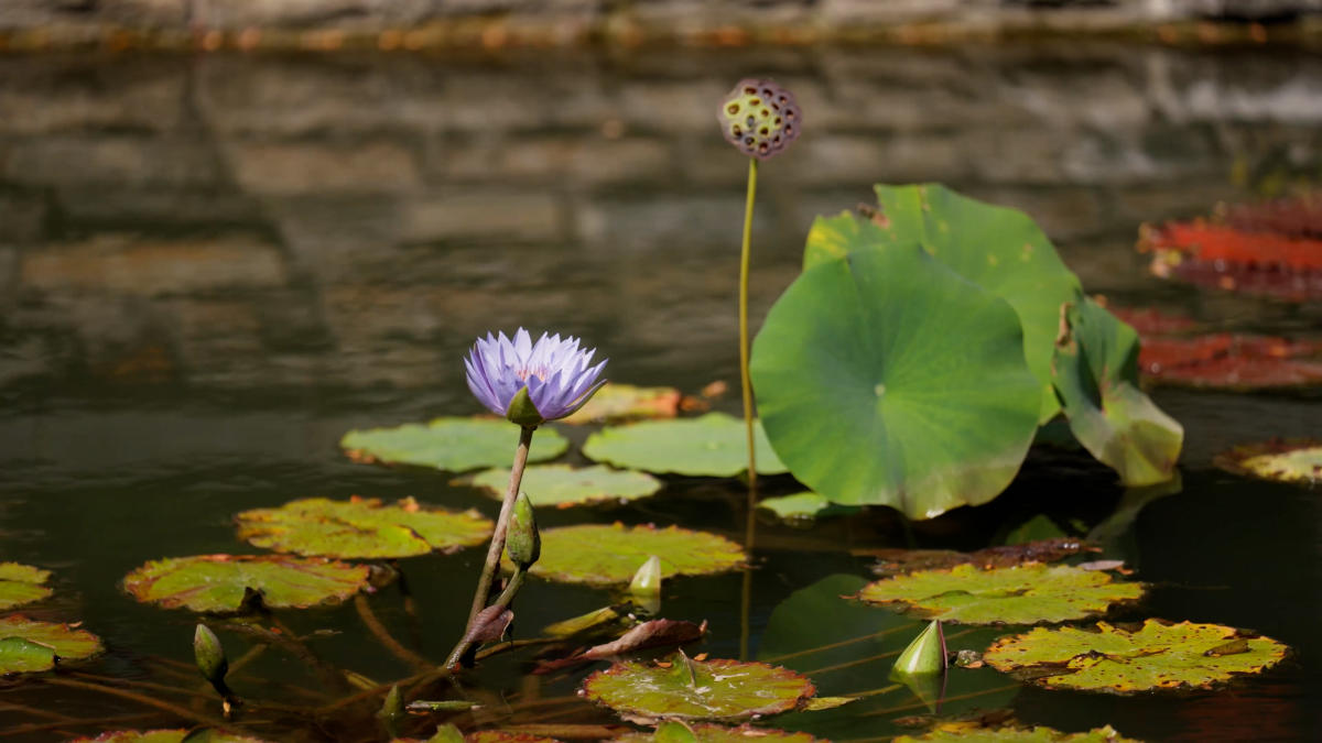 Flower growing in the Carroll Creek Park water garden