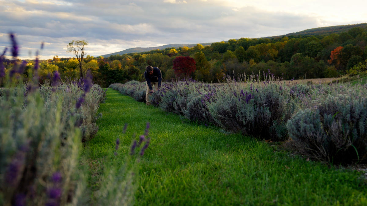 Lavender fields at Springfield Manor