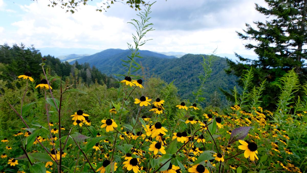Black-eyed Susans fall wildflower