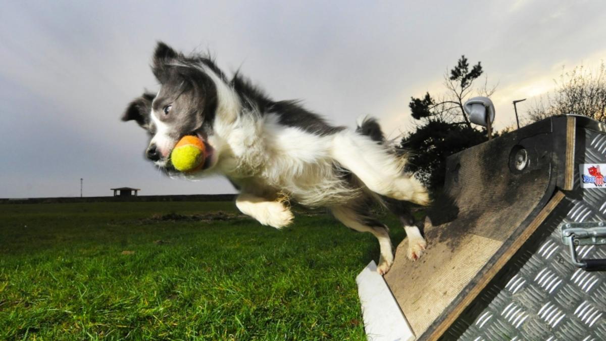 Goodwoof