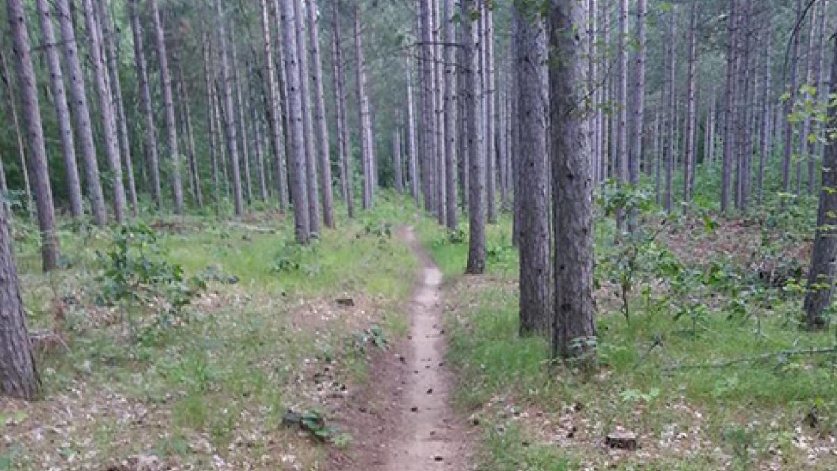 Brown County reforestation camp