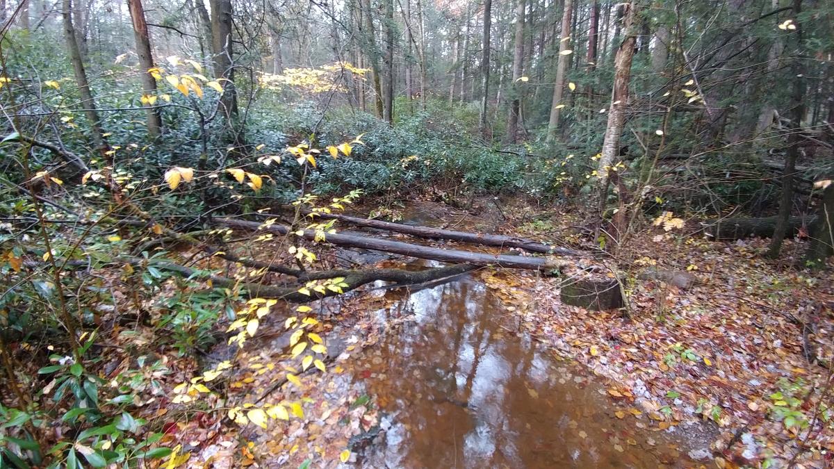 Rainy day in Alan Seeger Natural Area