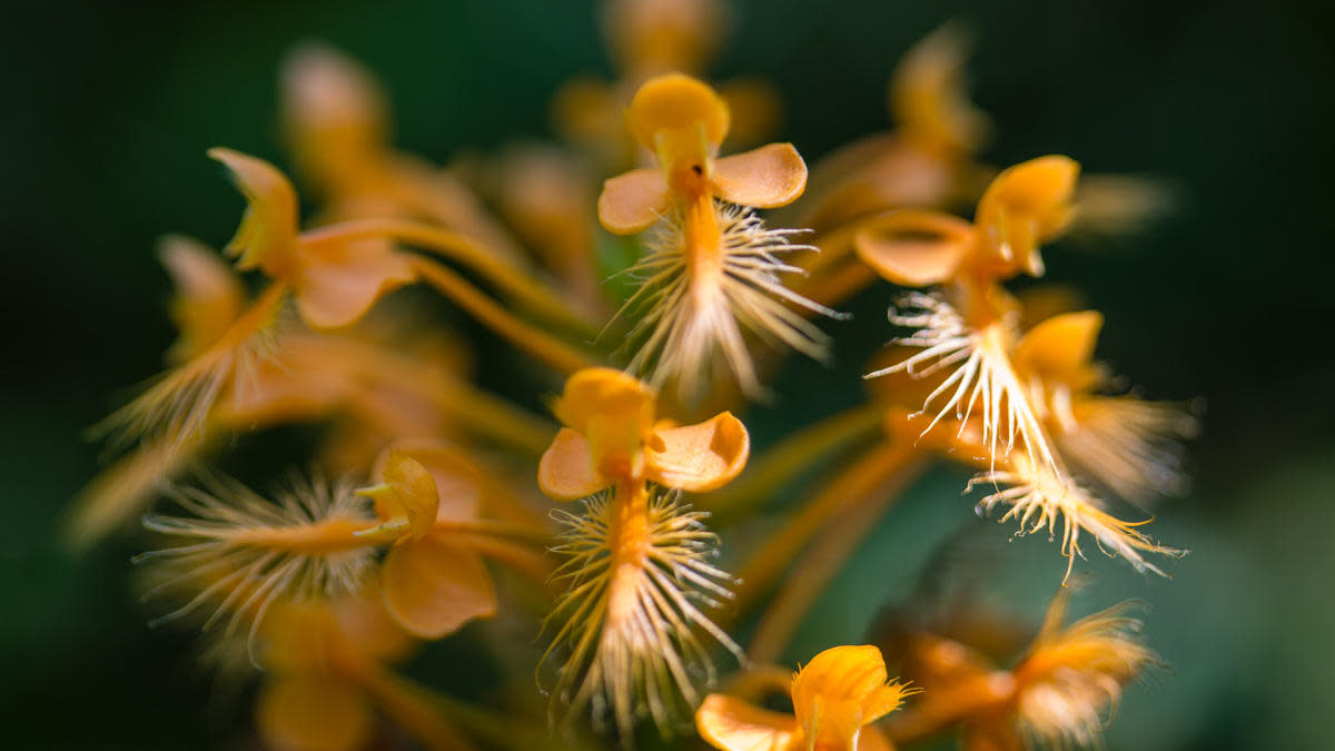Orchid