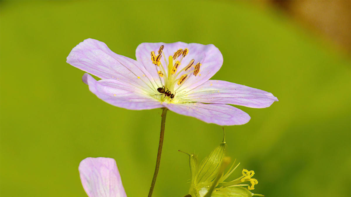 Ant crawling on flower - Indiana Dunes