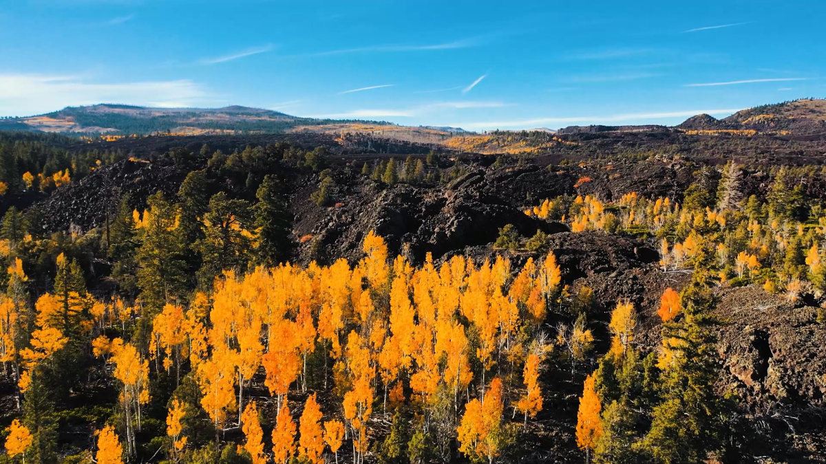 Fall Color on Mammoth Creek Road