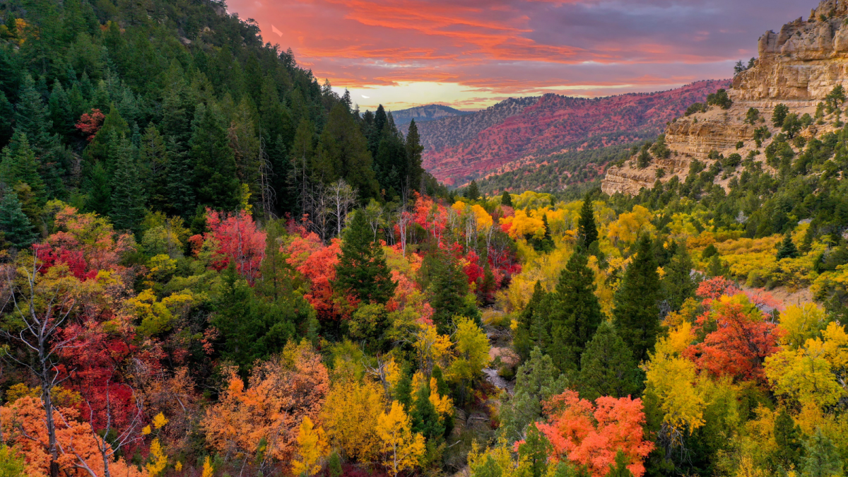 Fall Colors - Yankee Meadow Road - Parowan Canyon
