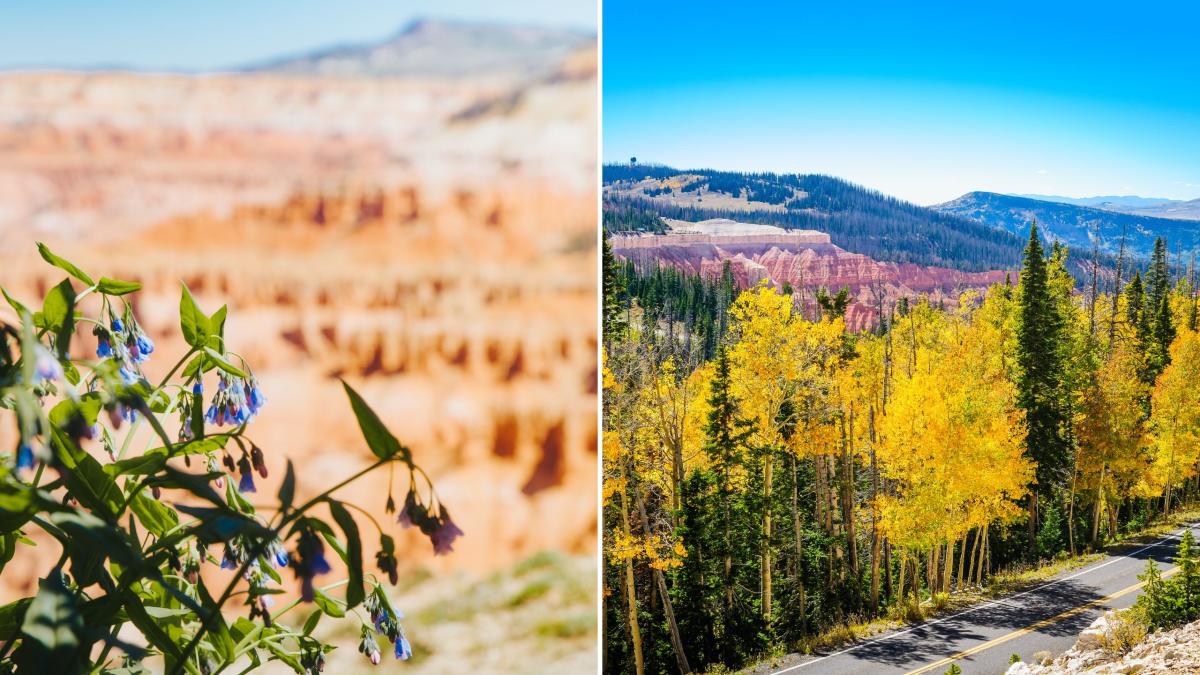 Wildflowers & Fall Colors - Cedar Breaks