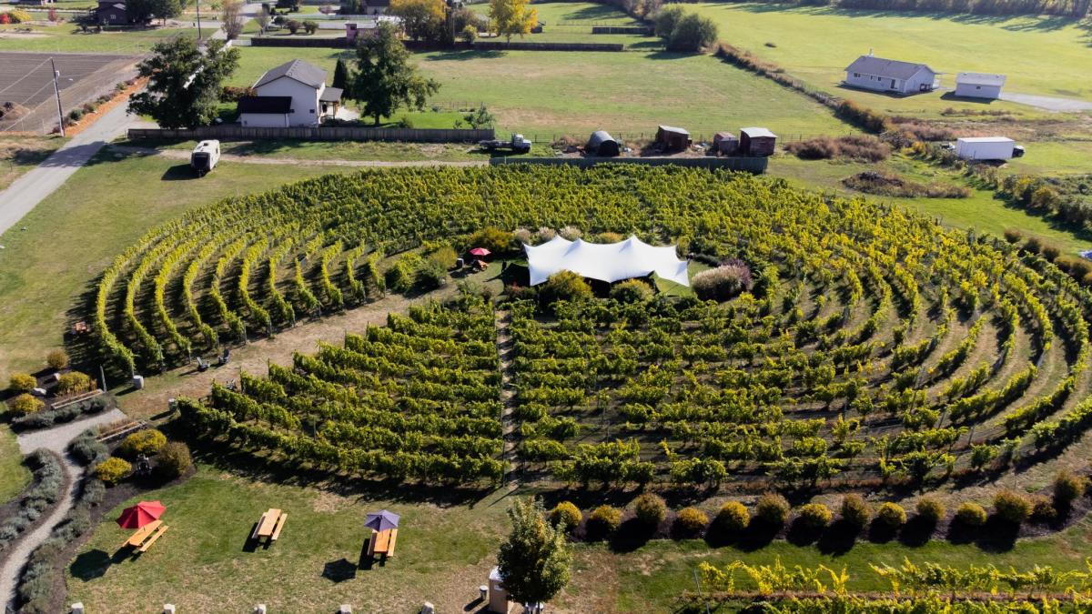 Labyrinth Vineyard at Sperling Vineyards Aerial