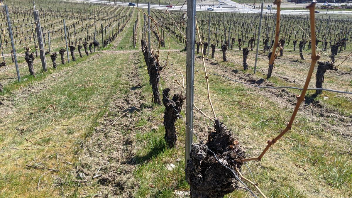 Little Straw Vineyards - Auxerrois Vines