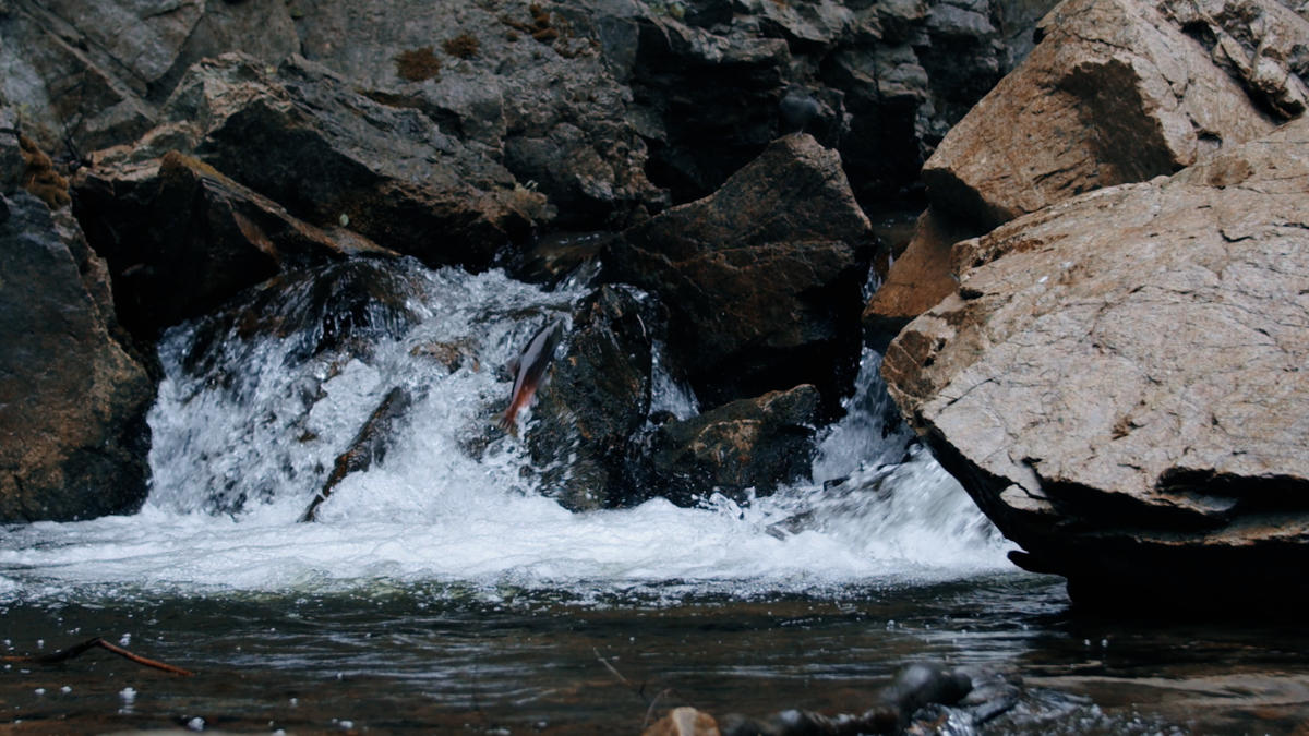Salmon Jumping at Hardy Falls