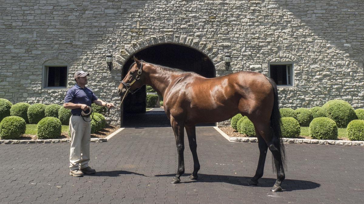American-Pharoah-Conformation-sm
