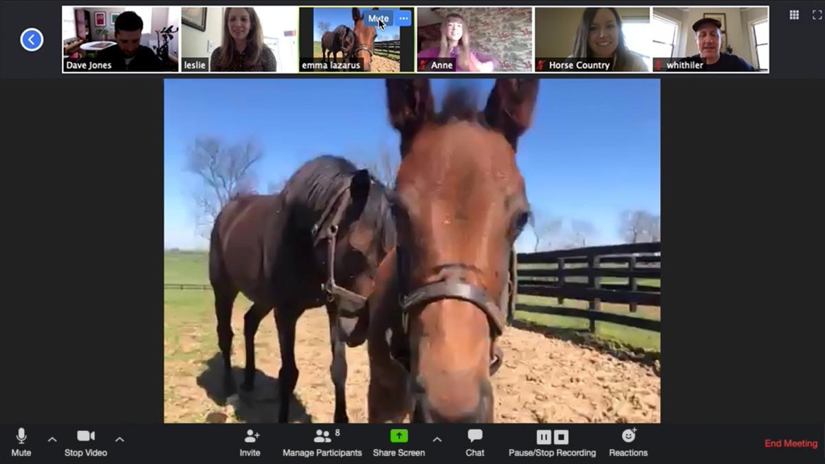 Two horses on camera for a Zoom Conference call.