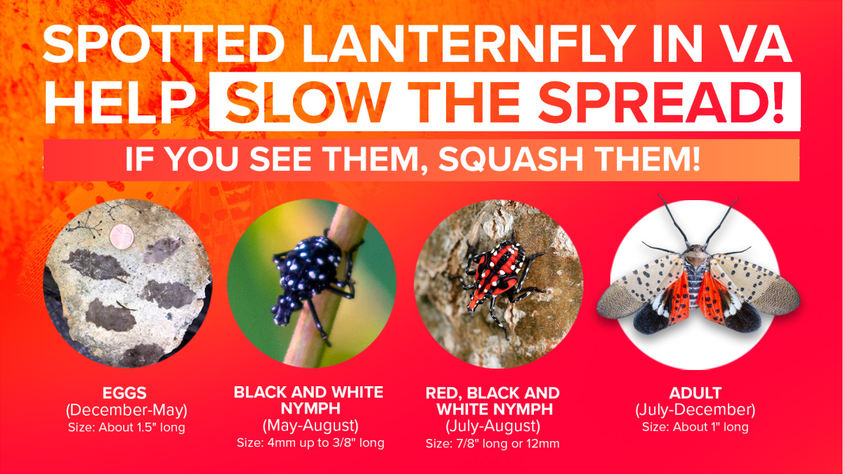 Spotted laternfly