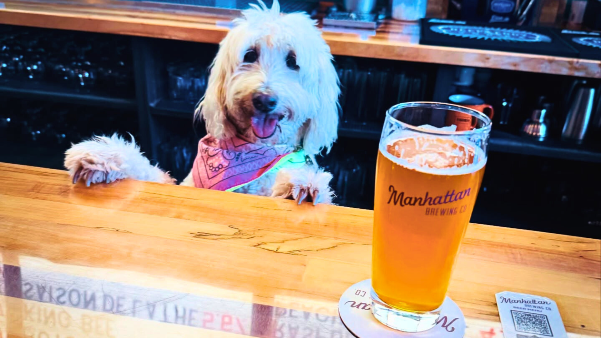 Dog behind the bar at Manhattan Brewing Co. with a beer on the bar
