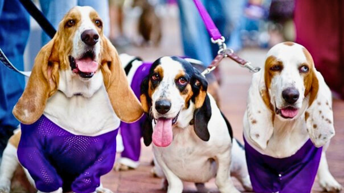 AJs Pizza three dogs on leashes