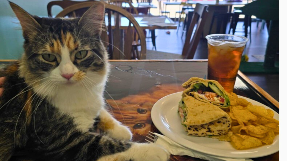 Cat on the table at the Sunflower Cat Cafe with a wrap, chips and iced tea