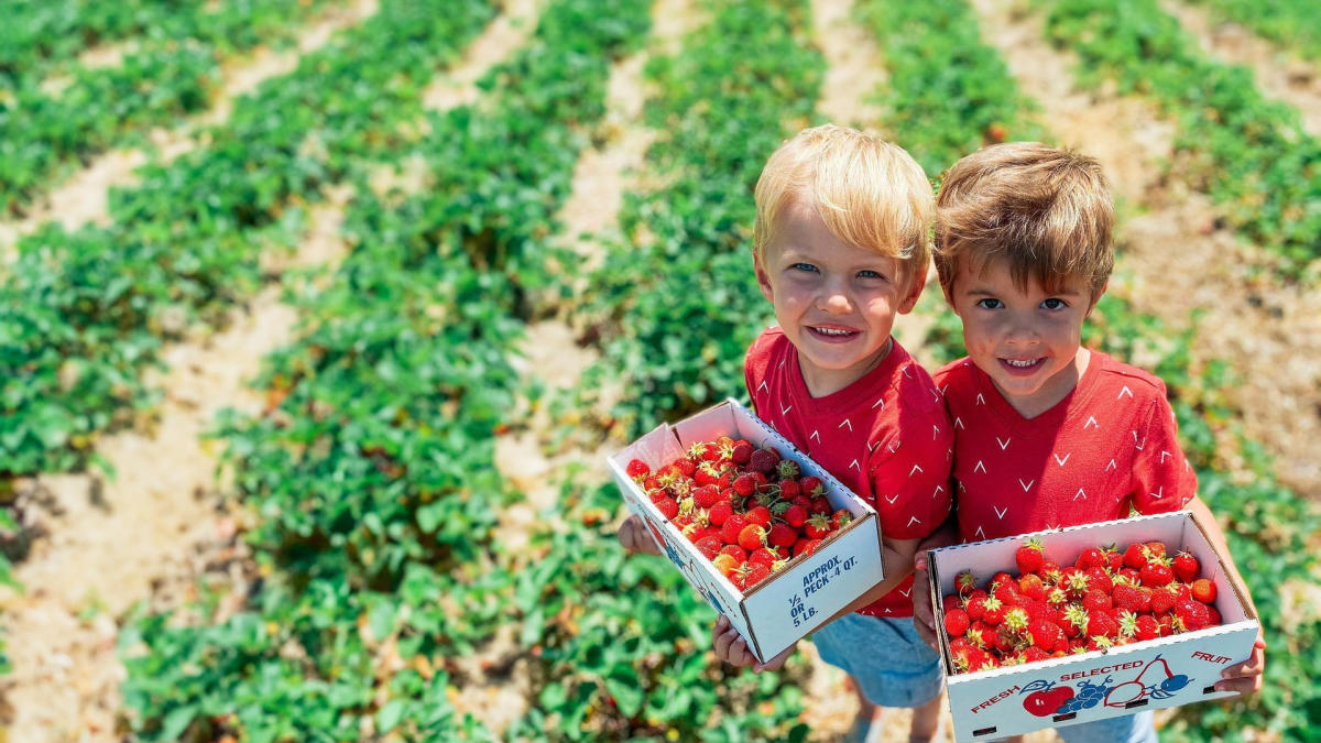 Tom's Strawberries