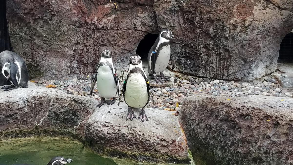 Milwaukee County Zoo – Humboldt Penguins