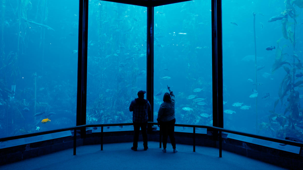 Couple stands in front of giant fish tank at Monterey Bay Aquarium