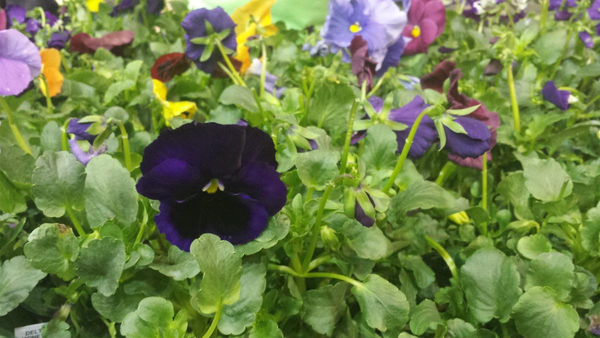 Pansies