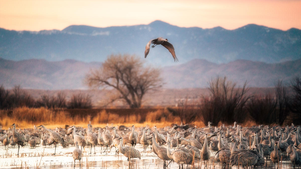 Bosque del Apache, New Mexico Magazine