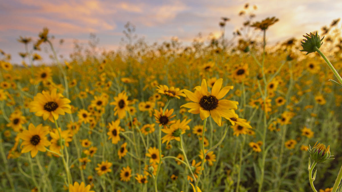 The Pecos Sunflower (Helianthus Paradoxus), New Mexico Magazine