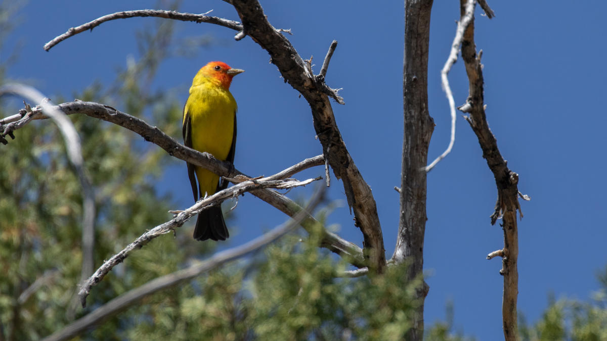 Western Tanager