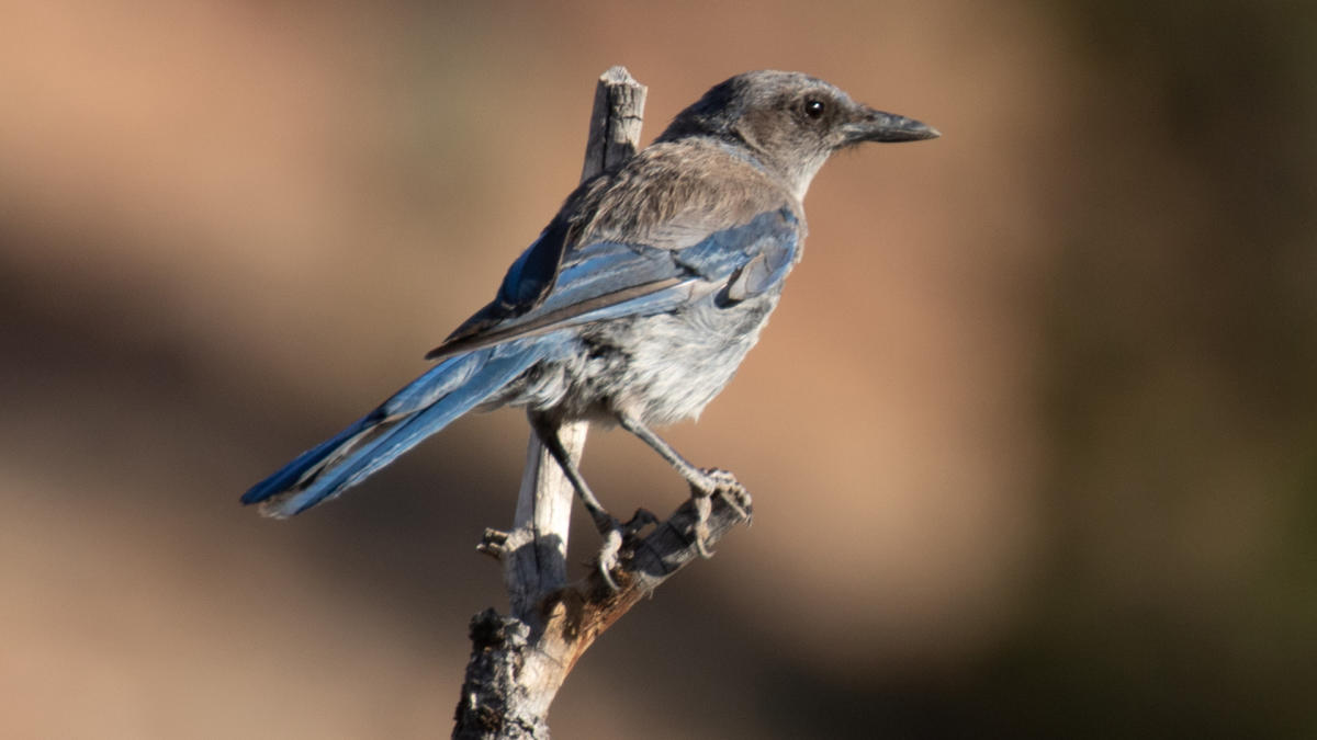 Woodhouse's Scrub Jay