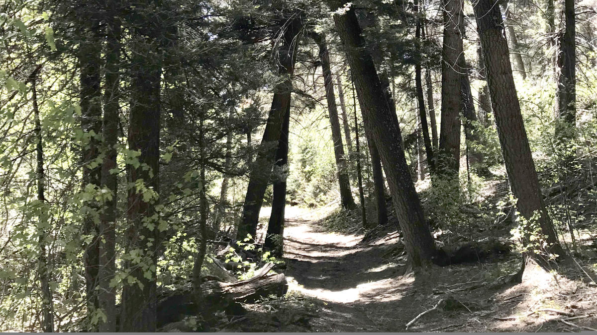 A dirt trail passes through a wooded area with green trees