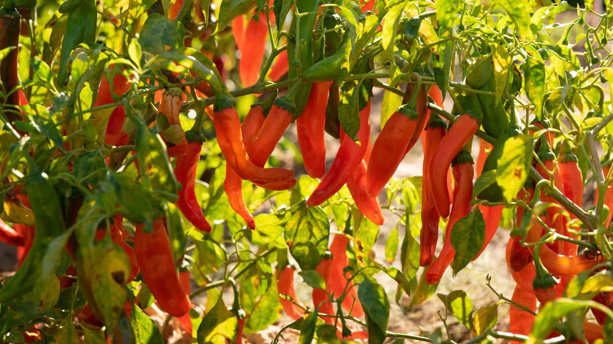 Chile peppers growing at New Mexico State University Garden