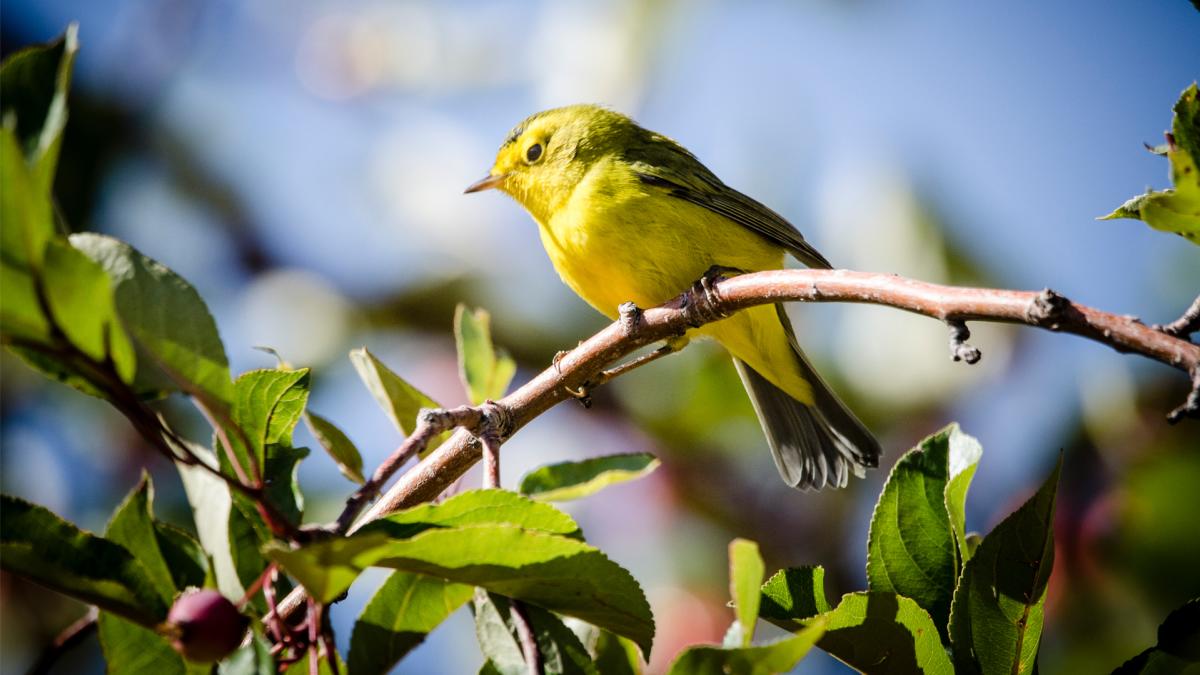 Copy of Wilsons Warbler