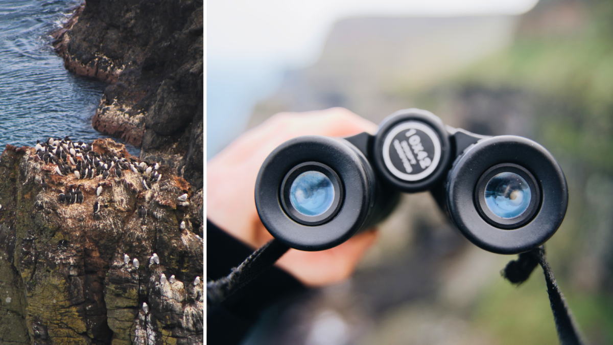 Birds on the cliffs and binoculars provided by staff