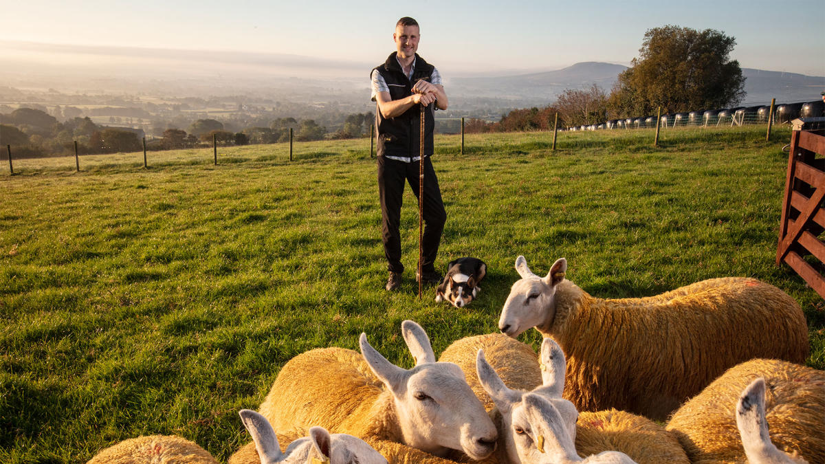 Jamese McCloy and sheepdog Moss, herding sheep - Glenshane Country Farm