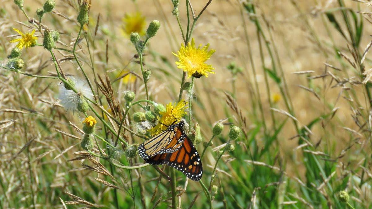John Lawson Park and Trail
