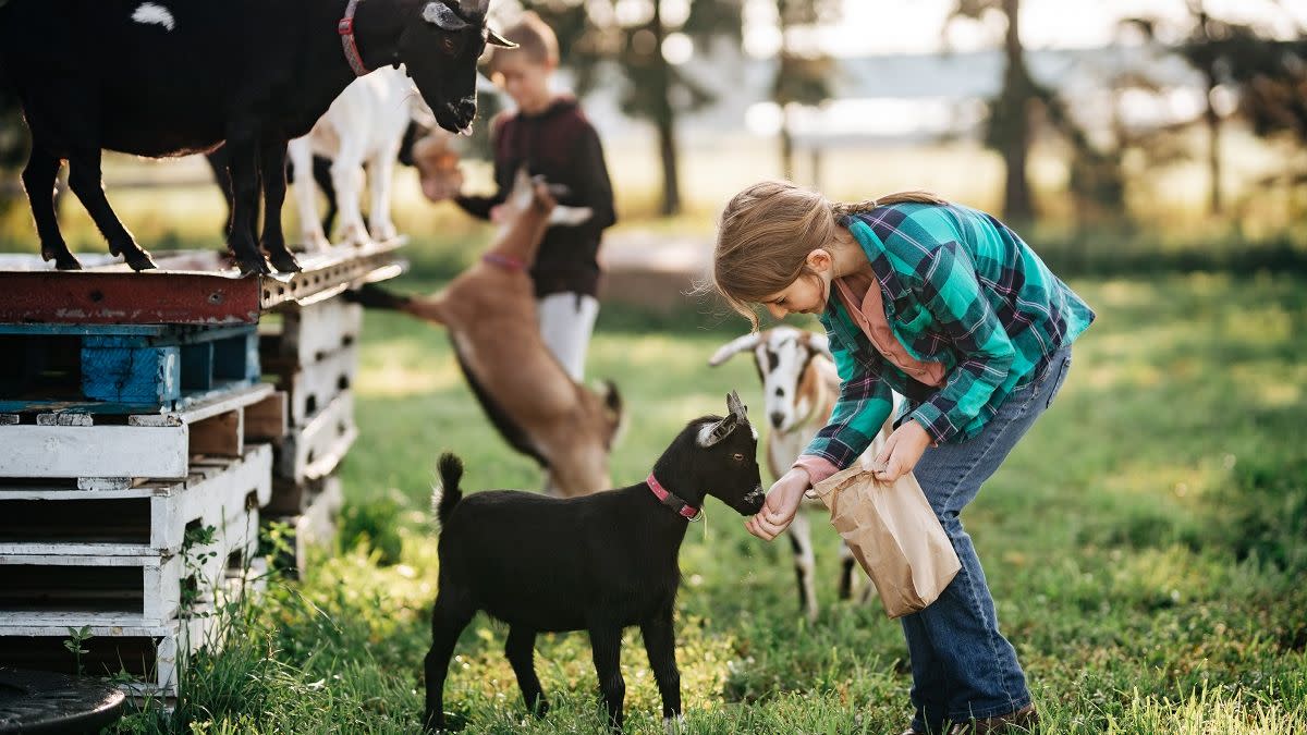 Udderly Ridiculous farm
