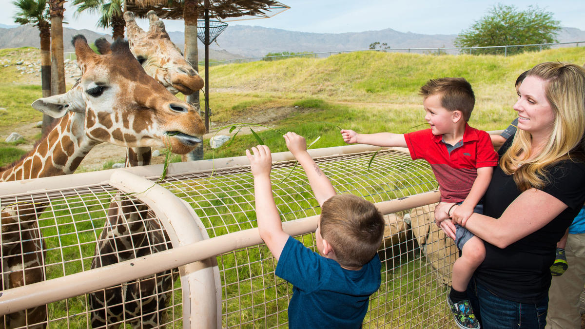 free family fun living desert web