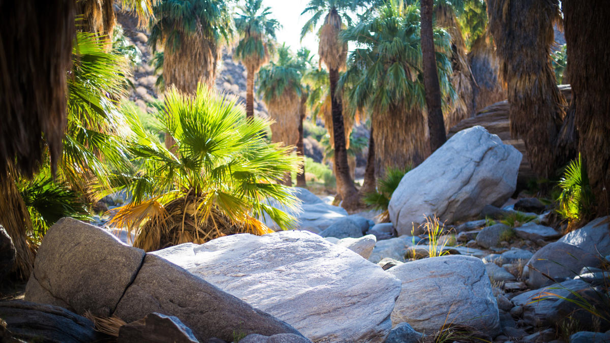 Best Kid Friendly Trails in Palm Desert