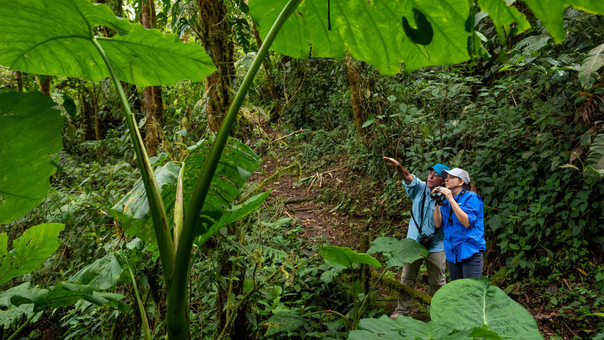 bird watching surrounded by cloud forest in La Amistad International Park in Cerro Punta
